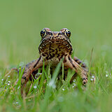 Amphibians
